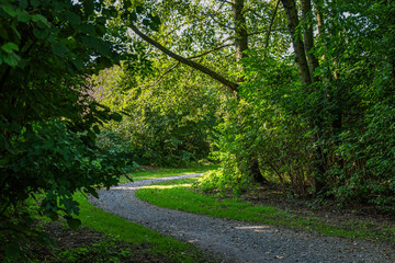 road in the forest