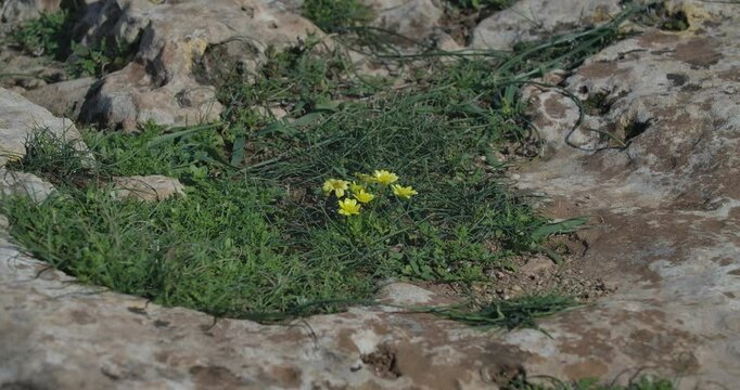 A stunning patch of vibrant yellow wildflowers is beautifully surrounded by a rocky landscape and lush greenery