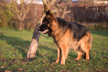 German Shepherd standing, isolated on nature background