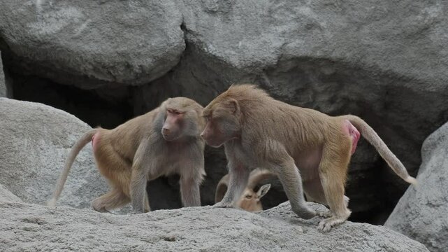 Two Baboons Fighting on a rock, 4k