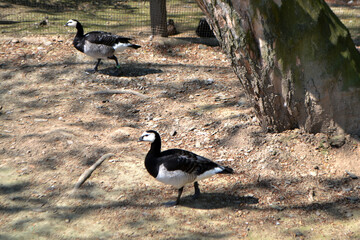 The black geese of the genus Branta are waterfowl belonging to the true gees