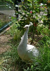 Paon blanc, Indian Peafowl (Pavo cristatus alba) posant en liberté dans un zoo.
