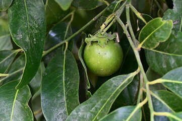 black sapote fruit on the tree, chocolate pudding like fruit