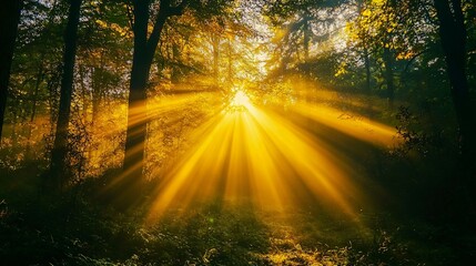 Obraz premium Sunbeams Piercing Through a Dense Forest Canopy
