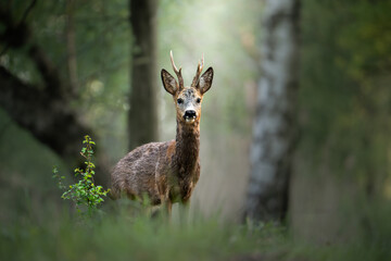 Young deer standing in a forest