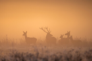 Deer in Misty Morning Field