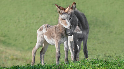 Baby Donkey Being Cuddled By Its Mother