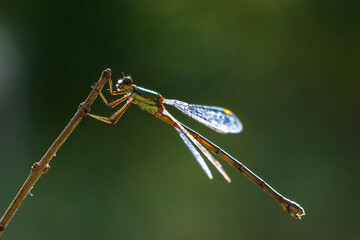 Detail closeup of a western willow emerald damselfly Chalcolestes viridis