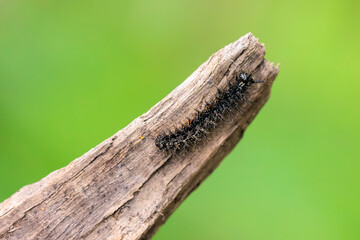 The map butterfly caterpillar, araschnia levana, close-up