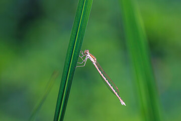 Common winter damselfly, Sympecma fusca,