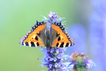 Aglais urticae small tortoiseshell butterfly isolated by nature