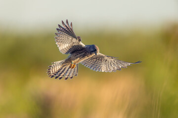 Kestrel falco tinnunculus female hunting closeup