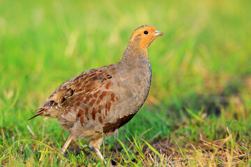 Grey partridge Perdix perdix, foraging