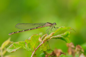 Abstract nature female Enallagma cyathigerum, common blue damselfly, common bluet, or northern bluet