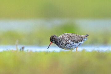 common redshank tringa totanus wading bird