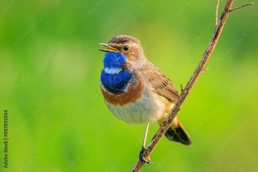 Wall mural Closeup of a blue-throat male bird Luscinia svecica cyanecula singing