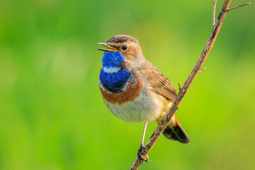Closeup of a blue-throat male bird Luscinia svecica cyanecula singing