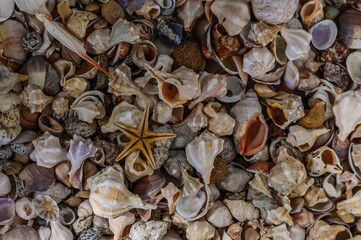 Beautiful seashells on the seashore