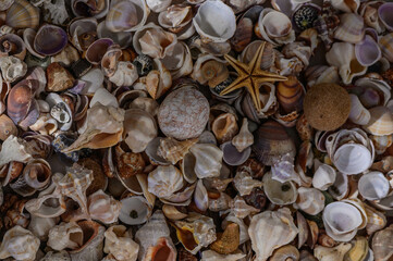 a variety of Mediterranean shells collected on the beach 3