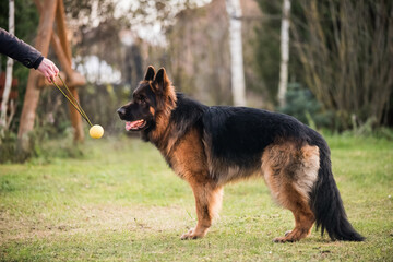 German shepherd dog is playing with owner
