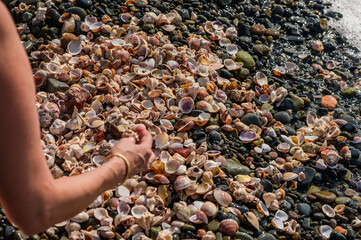 An overhead view of a sandy beach with seashells scattered across the surface.