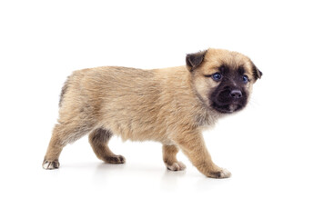 A small puppy that walks.