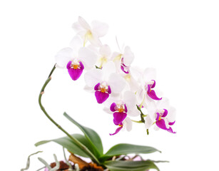 Flowers of a white orchid.