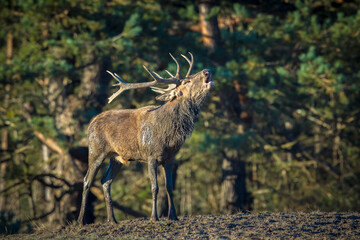 Male red deer, cervus elaphus, rutting during sunset