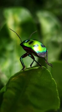 Close up Macro of Green jewel bug, Scutiphora pedicellata, Odisha, India