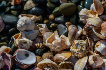 Close-up of seashells on wet sand at the water's edge 3
