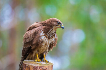 Common buzzard, Buteo Buteo, bird of prey perched