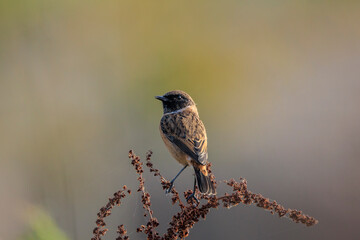 Male Stonechat, Saxicola rubicola, bird singing