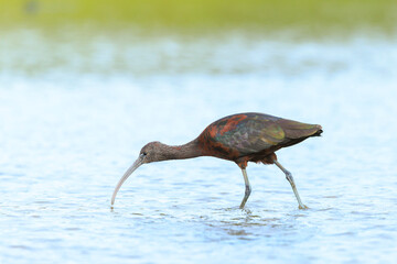 Glossy ibis, Plegadis falcinellus, wader bird in breeding plumage