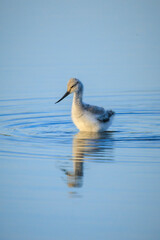 Pied Avocet Recurvirostra avosetta wader bird chick
