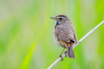 Closeup of a blue-throat bird Luscinia svecica cyanecula singing