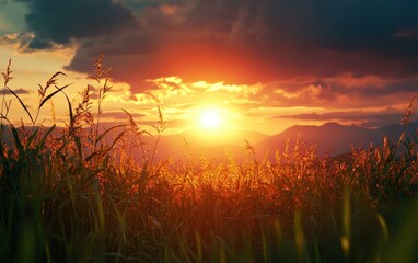 Fototapeta premium Sunset on the field beautiful background