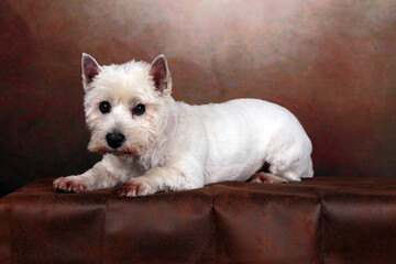 westies