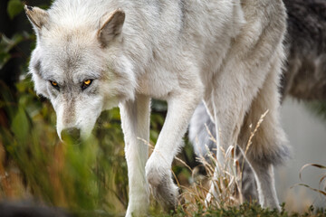Stalking wolf with intense gaze