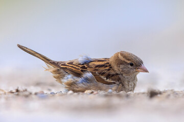 A house sparrow; Passer domesticus; having a dust bath or sand bath.