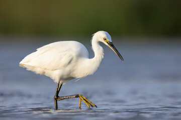 Little Egret, Egretta garzetta, fishing foraging hunting