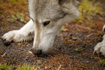 Wolf on the scent trail while hunting