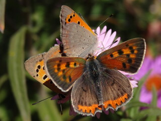 Close-up of three vibrant orange and black butterflies feeding on a pink flower. Perfect for nature, wildlife, and insect-themed projects. Macro photography showcasing beautiful wing details.