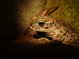 Close-up of a common toad in a dimly lit environment, highlighting its textured skin with green and brown patterns. Perfect for wildlife, nature, and amphibian enthusiasts.