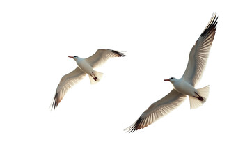 seagull in flight