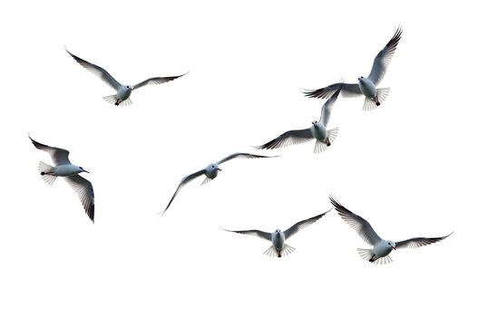 flock of seagulls