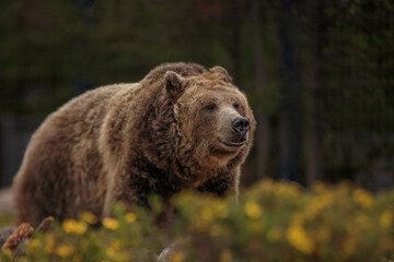 Grizzly bear of West Yellowstone, Montana