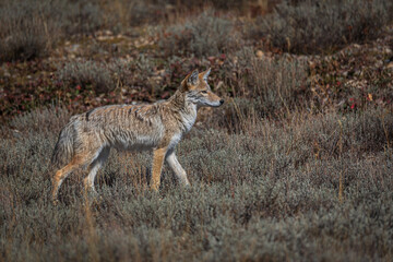 Fototapeta premium Coyote in a meadow hunting mice