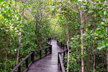  wooden walkway in the mangrove forest