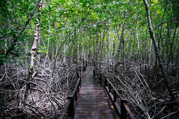  wooden walkway in the mangrove forest