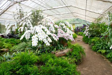 Orchids in the flower garden